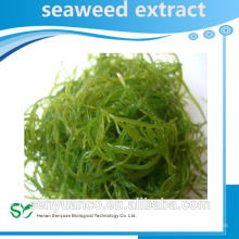 Natural Seaweed Extract, Fucoidan 85%, Fucoxanthin 20%